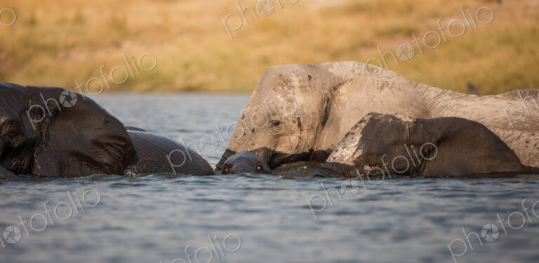 A herd of elephant, Loxodonta africana, stand in water, wet skin, looking away,…