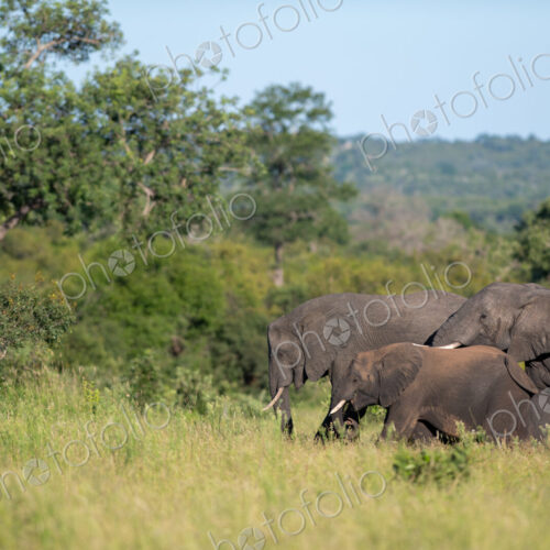 A herd of elephant, Loxodonta africana, walking through grass. A herd of elephant, Loxodonta africana, walking through grass.