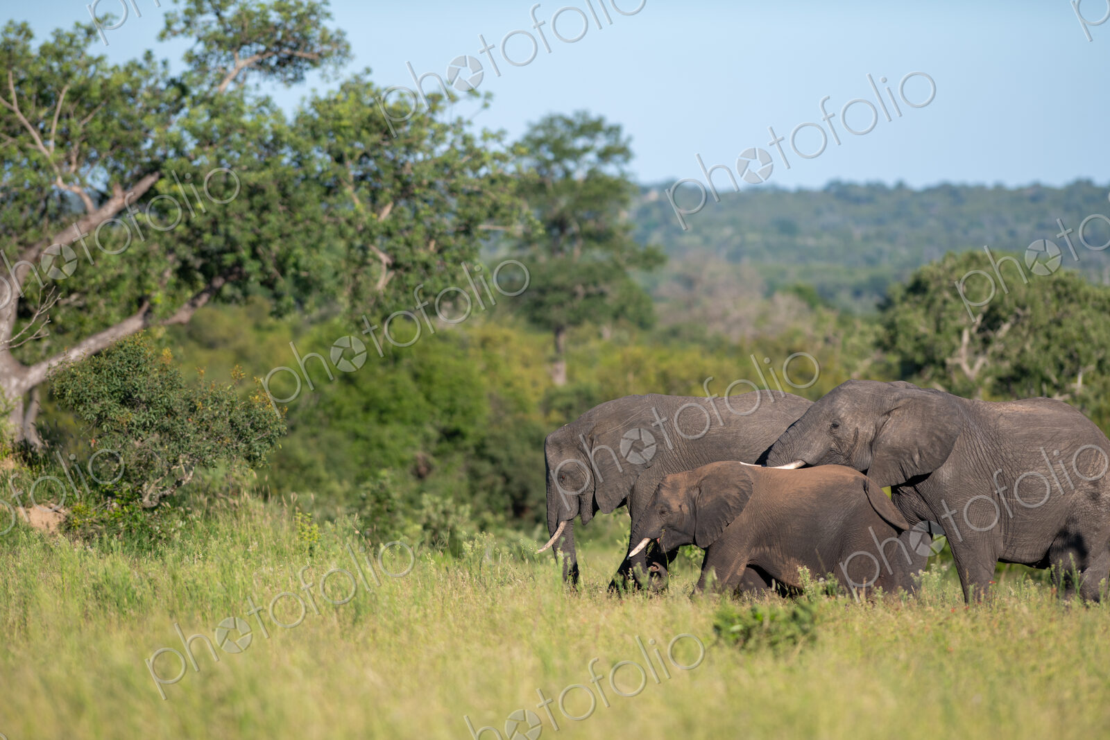 A herd of elephant, Loxodonta africana, walking through grass.