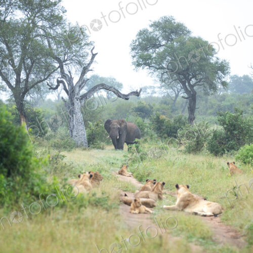A herd of elephants, Loxodonta africana, appraoching a resting pride of lions,…