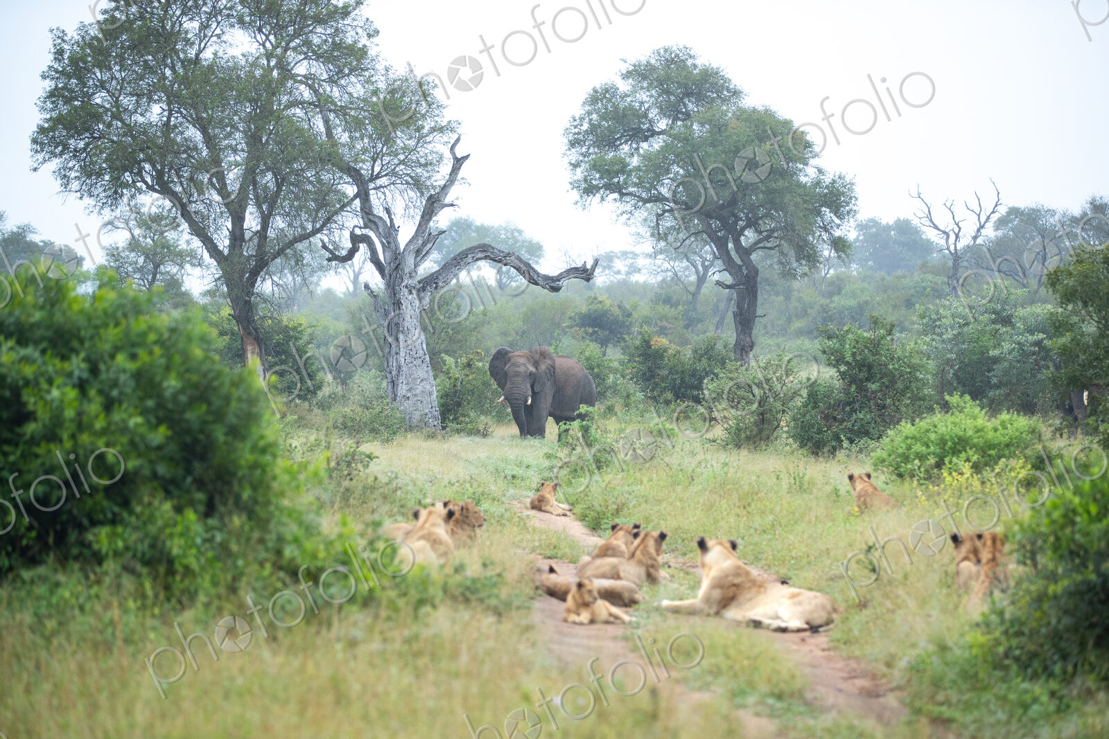 A herd of elephants, Loxodonta africana, appraoching a resting pride of lions,…