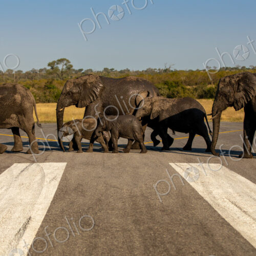 A herd of elephants, Loxodonta africana, walking across an airstrip.