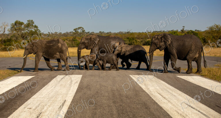 A herd of elephants, Loxodonta africana, walking across an airstrip.