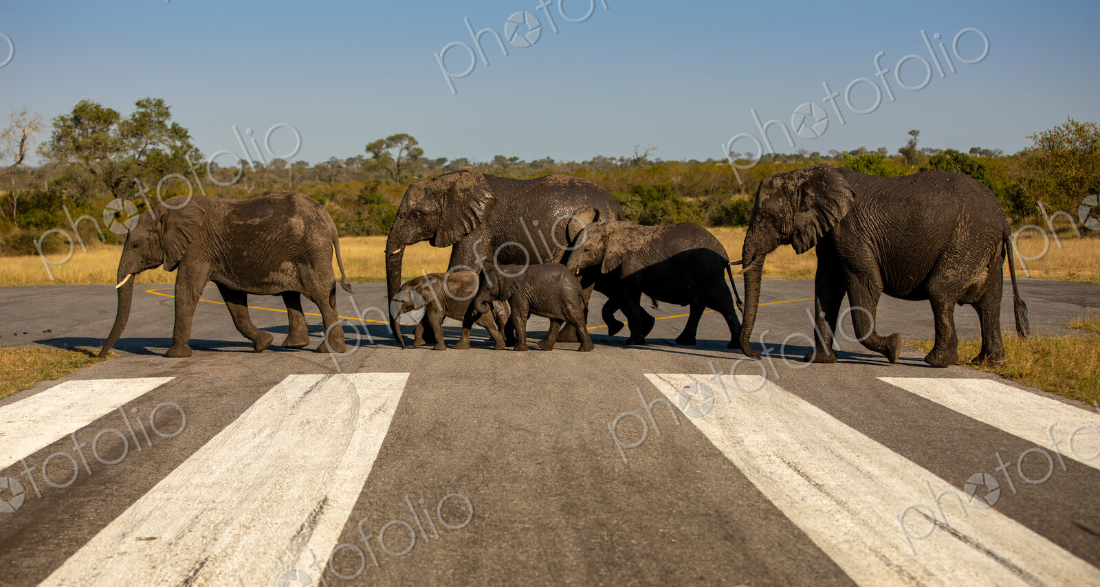 A herd of elephants, Loxodonta africana, walking across an airstrip.