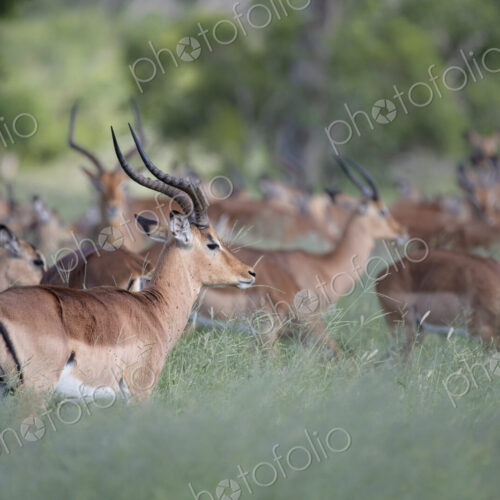 A herd of impala, Aepyceros melampus, stand and graze in long green grass