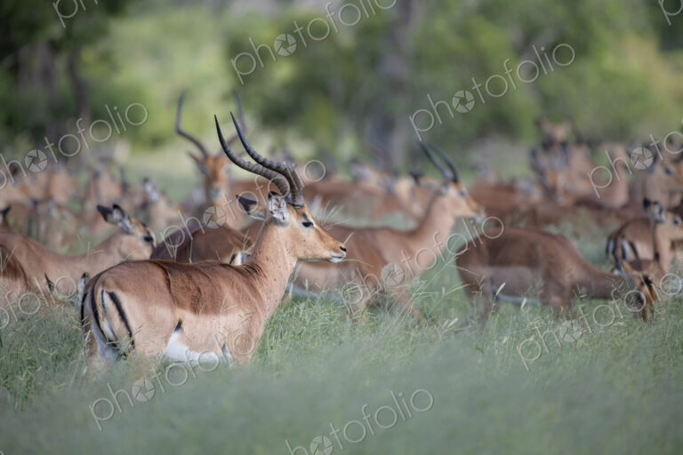 A herd of impala, Aepyceros melampus, stand and graze in long green grass