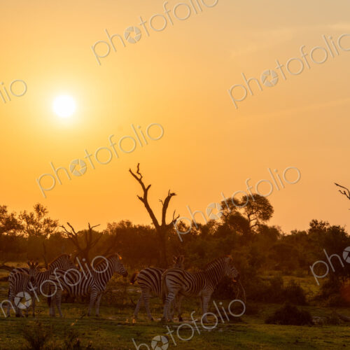A herd of zebra, Equus quagga, grazing at sunset. A herd of zebra, Equus quagga, grazing at sunset.