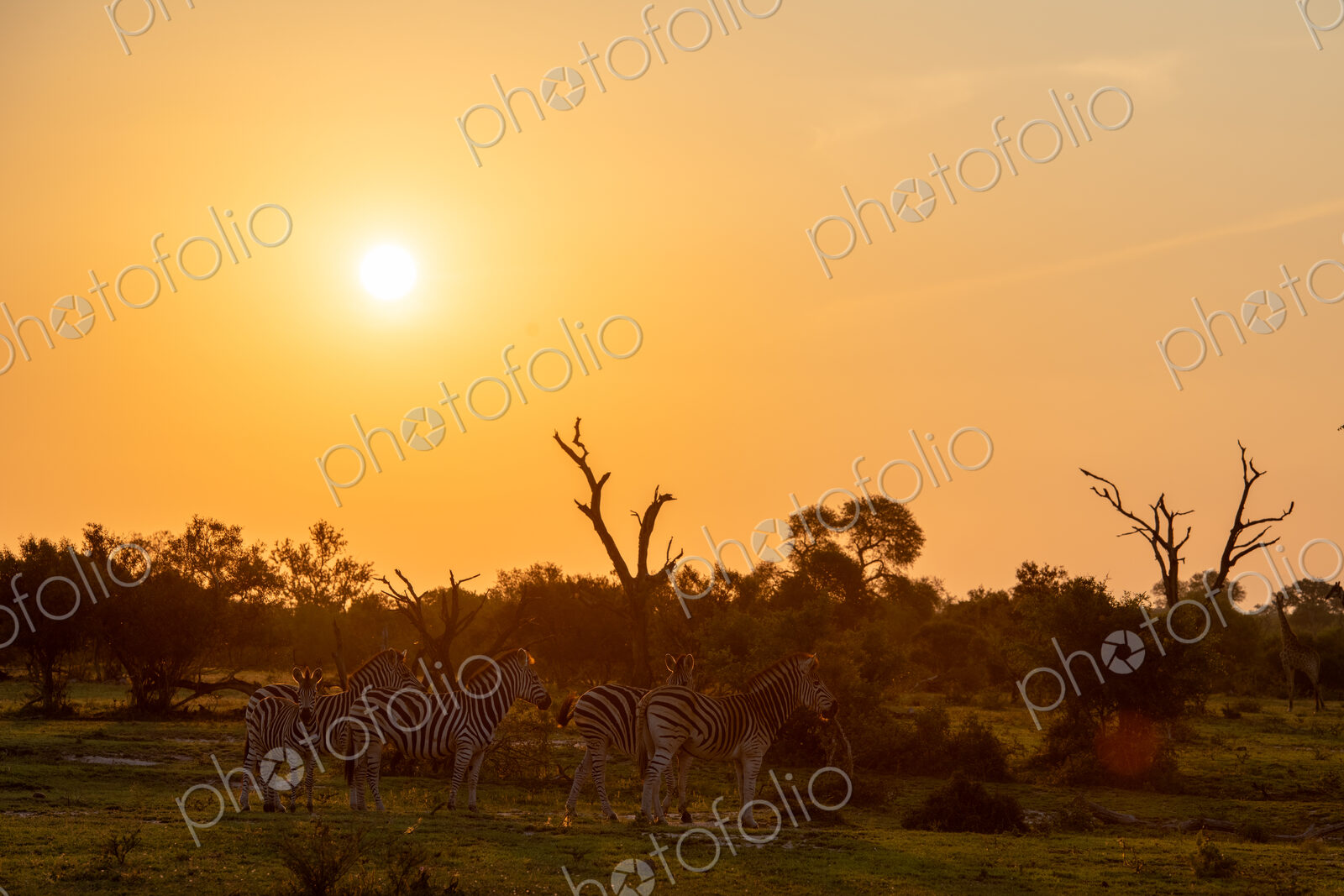 A herd of zebra, Equus quagga, grazing at sunset.