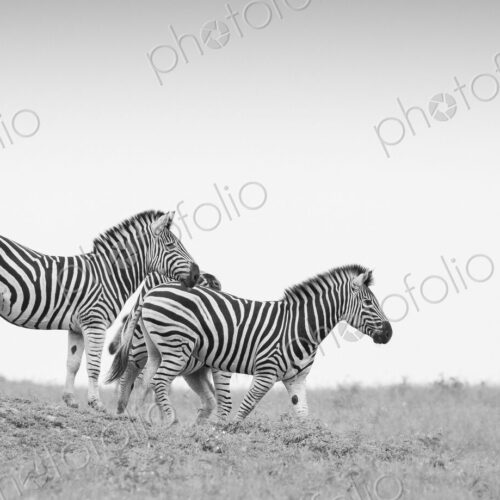 A herd of zebra, Equus quagga, walk down a slope with a clear sky background in black…