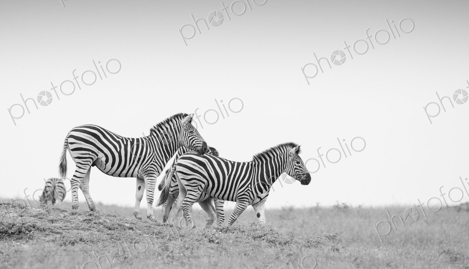 A herd of zebra, Equus quagga, walk down a slope with a clear sky background in black…