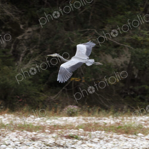 A heron in flight over a dry river bed. A heron in flight over a dry river bed.