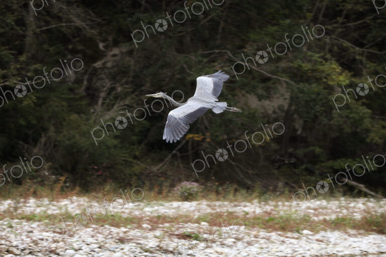 A heron in flight over a dry river bed.