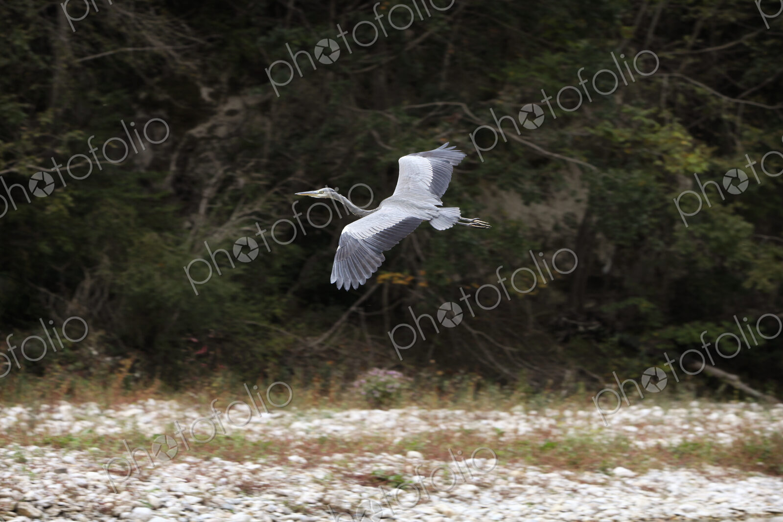 A heron in flight over a dry river bed.