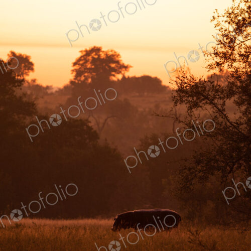 A hippo, Hippopotamus amphibius, out of water, feeding on grass. A hippo, Hippopotamus amphibius, out of water, feeding on grass.
