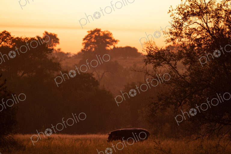 A hippo, Hippopotamus amphibius, out of water, feeding on grass.