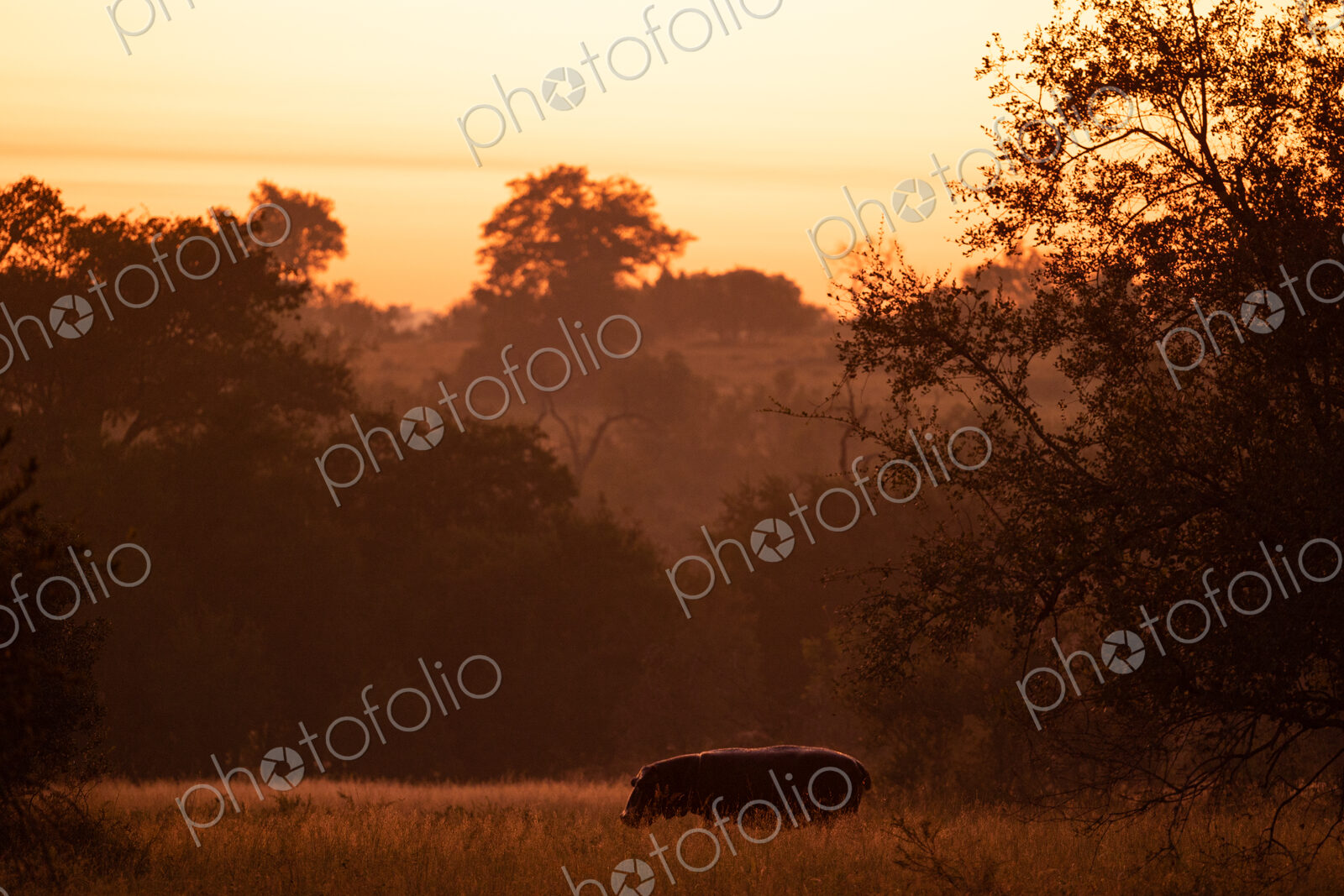 A hippo, Hippopotamus amphibius, out of water, feeding on grass.