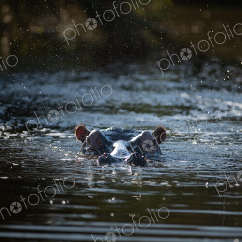 A hippo, Hippopotamus amphibius, submerged in water. A hippo, Hippopotamus amphibius, submerged in water.