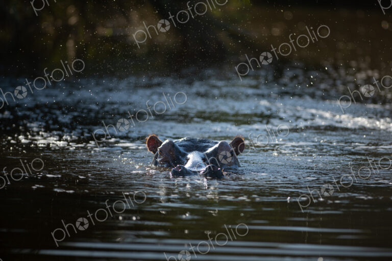 A hippo, Hippopotamus amphibius, submerged in water.