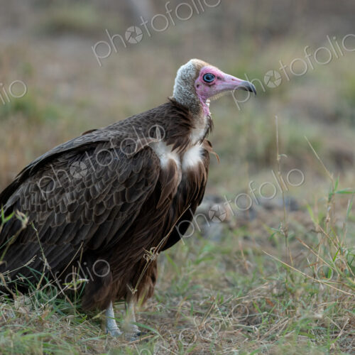 A hooded vulture, Necrosyrtes monachus, standing in grass.