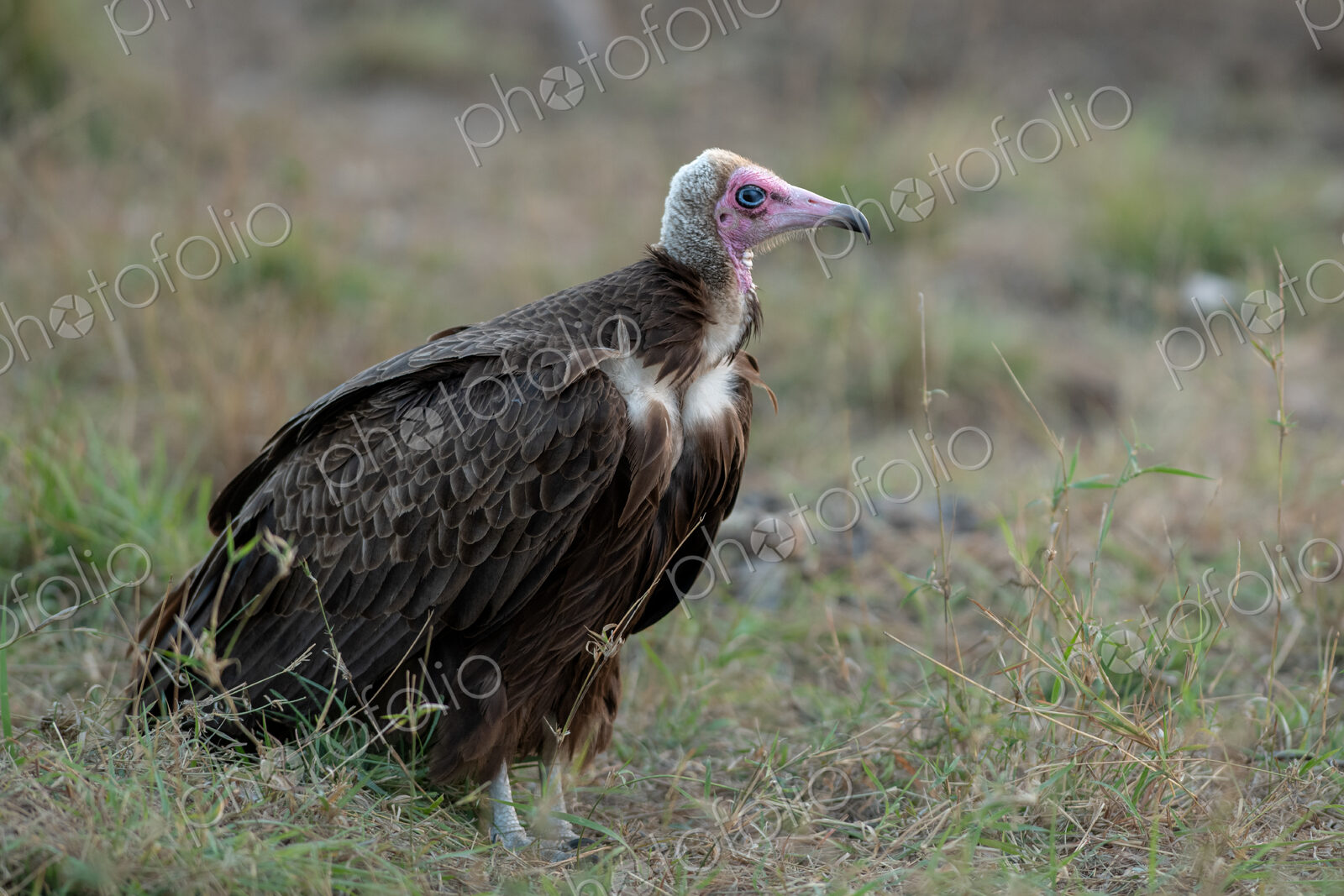 A hooded vulture, Necrosyrtes monachus, standing in grass.