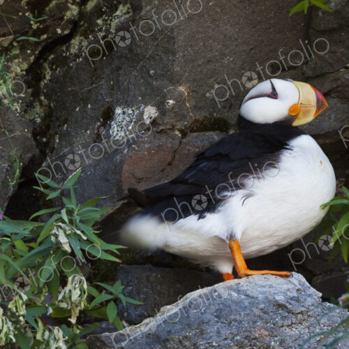 A horned puffin bird (Fratercula Corniculata) in Lake Clark National Park, Alaska. A horned puffin bird (Fratercula Corniculata) in Lake Clark National Park, Alaska.