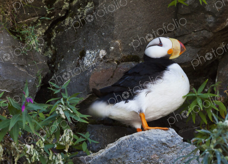 A horned puffin bird (Fratercula Corniculata) in Lake Clark National Park, Alaska.