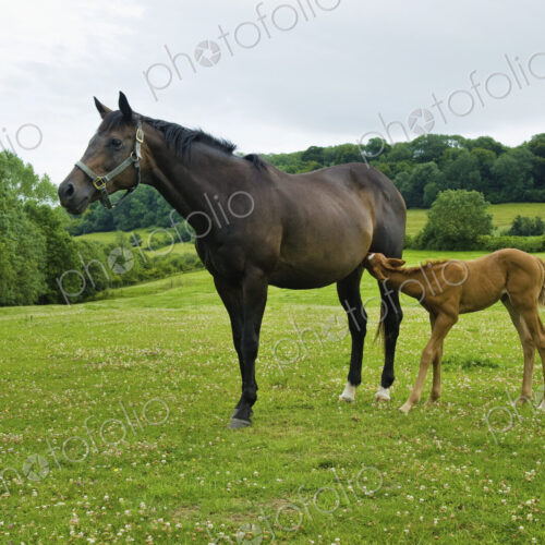 A horse and foal in a field.