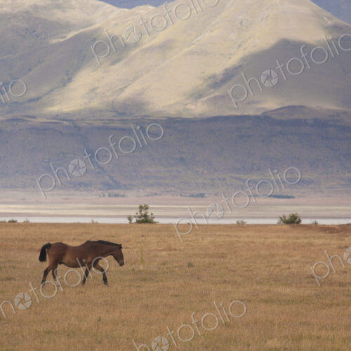 A hose on the open plain in Los Glaciares national park in Argentina A hose on the open plain in Los Glaciares national park in Argentina