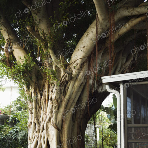 A huge tree trunk, a very old tree with wide trunk and dense foliage, growing close to… A huge tree trunk, a very old tree with wide trunk and dense foliage, growing close to…