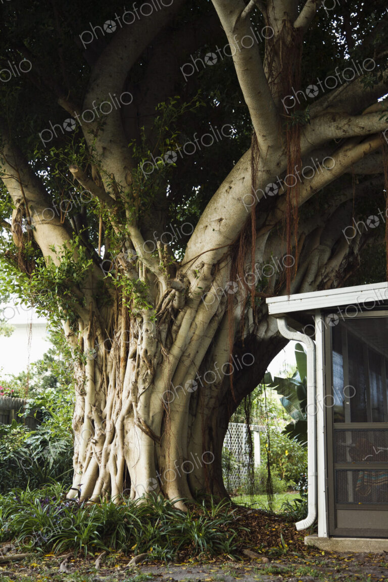 A huge tree trunk, a very old tree with wide trunk and dense foliage, growing close to…