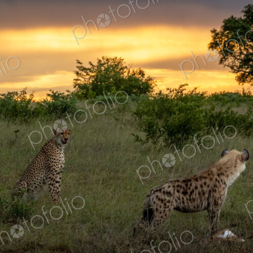 A hyena, Crocuta crocuta, eating as a cheetah, Acinonyx jubatus, watches. A hyena, Crocuta crocuta, eating as a cheetah, Acinonyx jubatus, watches.
