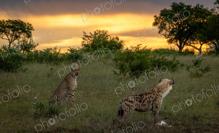 A hyena, Crocuta crocuta, eating as a cheetah, Acinonyx jubatus, watches.