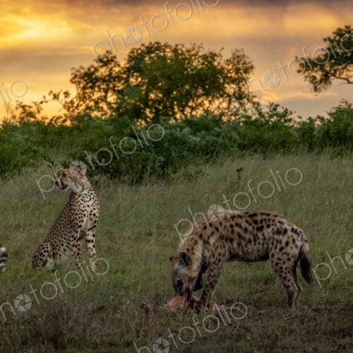 A hyena, Crocuta crocuta, eating as a cheetah, Acinonyx jubatus, watches. A hyena, Crocuta crocuta, eating as a cheetah, Acinonyx jubatus, watches.