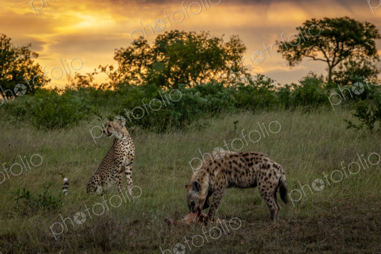 A hyena, Crocuta crocuta, eating as a cheetah, Acinonyx jubatus, watches.