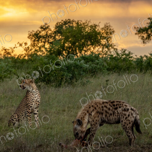 A hyena, Crocuta crocuta, eating as a cheetah, Acinonyx jubatus, watches. A hyena, Crocuta crocuta, eating as a cheetah, Acinonyx jubatus, watches.