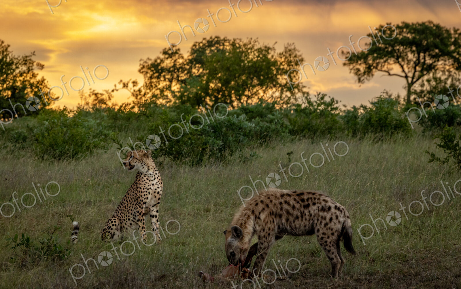 A hyena, Crocuta crocuta, eating as a cheetah, Acinonyx jubatus, watches.