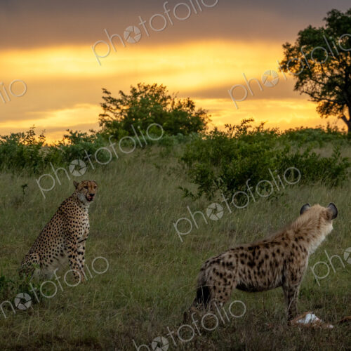 A hyena, Crocuta crocuta, eating as a cheetah, Acinonyx jubatus, watches. A hyena, Crocuta crocuta, eating as a cheetah, Acinonyx jubatus, watches.