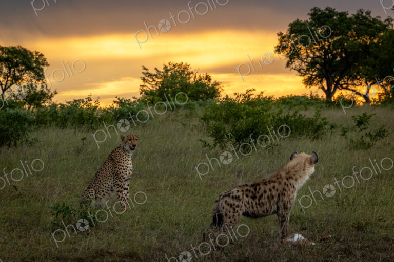 A hyena, Crocuta crocuta, eating as a cheetah, Acinonyx jubatus, watches.