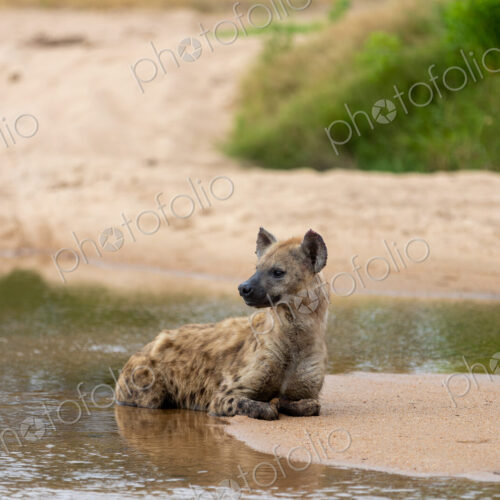 A hyena, Crocuta crocuta, lying in a river.