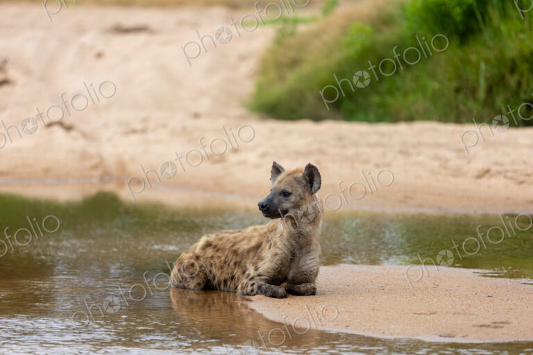 A hyena, Crocuta crocuta, lying in a river.