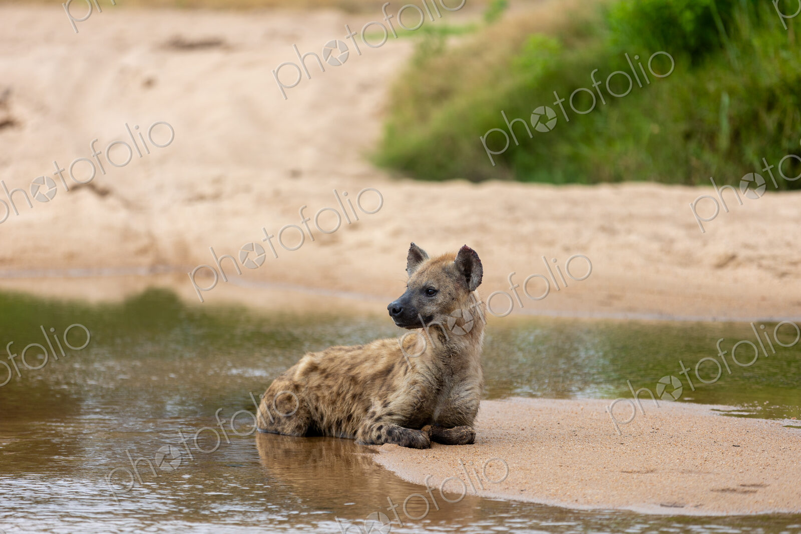 A hyena, Crocuta crocuta, lying in a river.