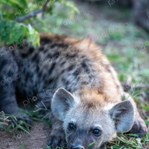 A hyena pup, Hyaenidae, lying down in grass. A hyena pup, Hyaenidae, lying down in grass.