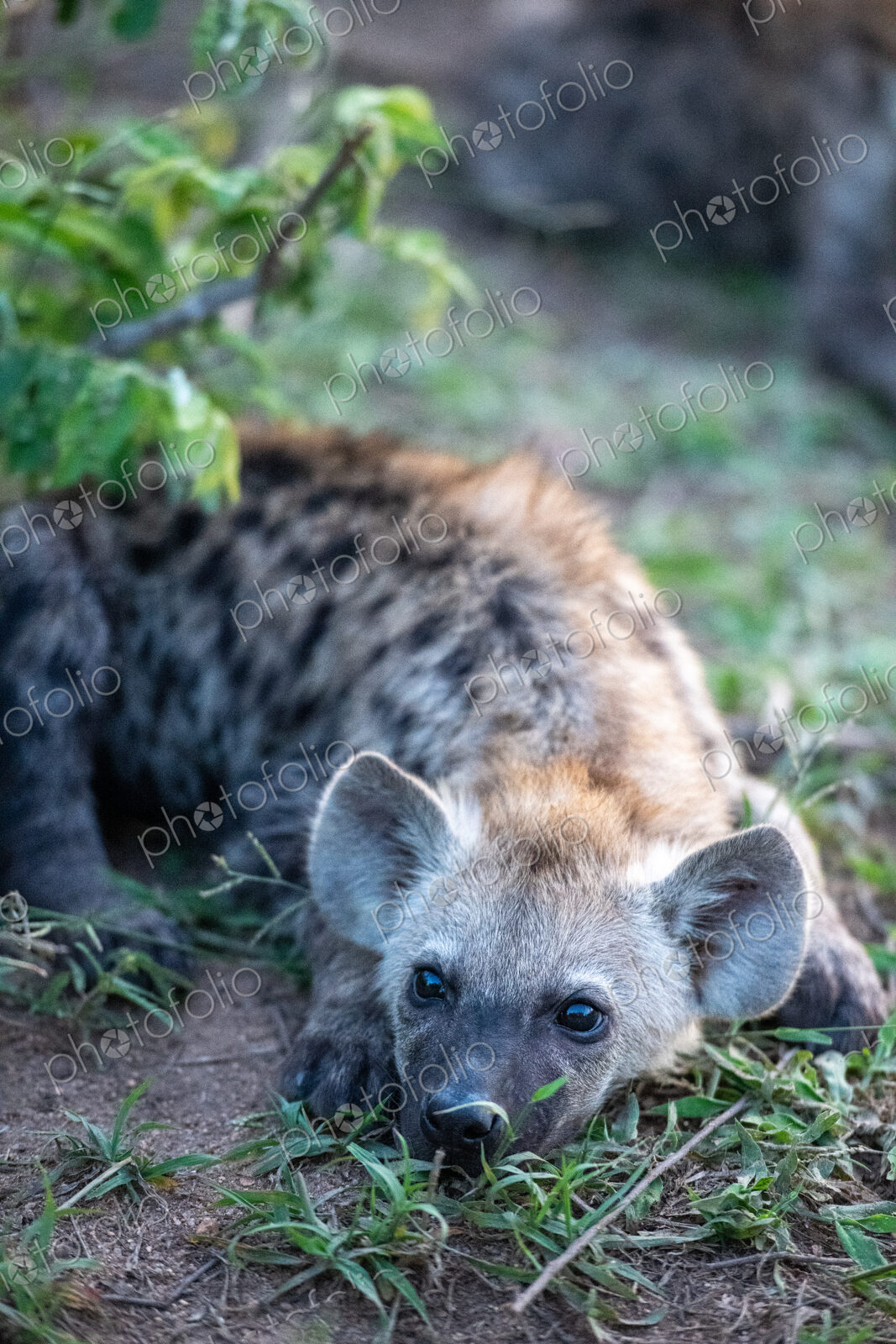 A hyena pup, Hyaenidae, lying down in grass.