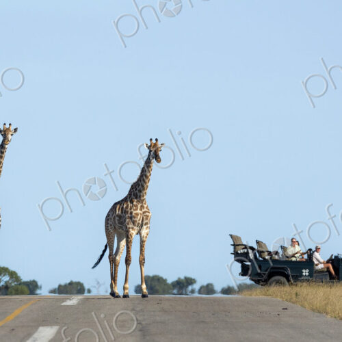 A journey of giraffe, Giraffa, walking together across an air strip, with a safari… A journey of giraffe, Giraffa, walking together across an air strip, with a safari…