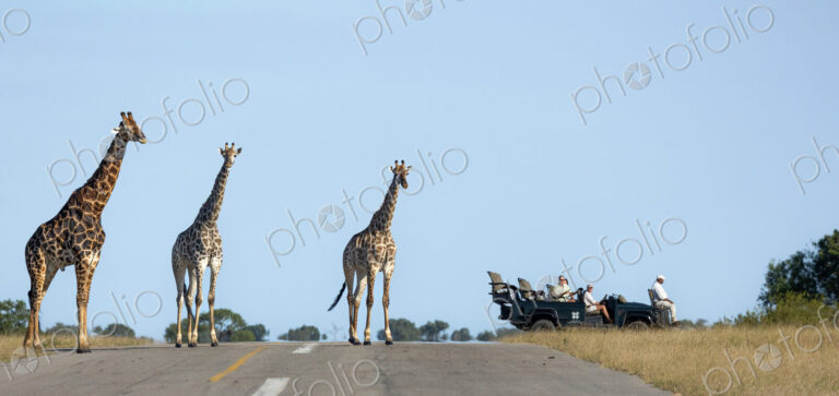 A journey of giraffe, Giraffa, walking together across an air strip, with a safari…