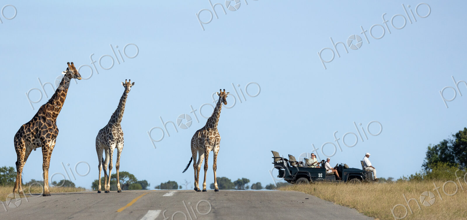 A journey of giraffe, Giraffa, walking together across an air strip, with a safari…