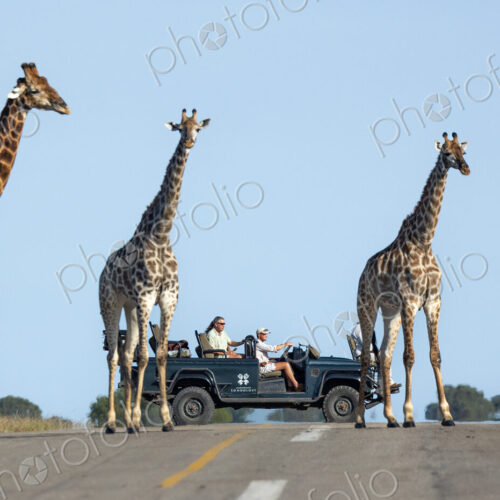 A journey of giraffe, Giraffa, walking together across an air strip, with a safari… A journey of giraffe, Giraffa, walking together across an air strip, with a safari…