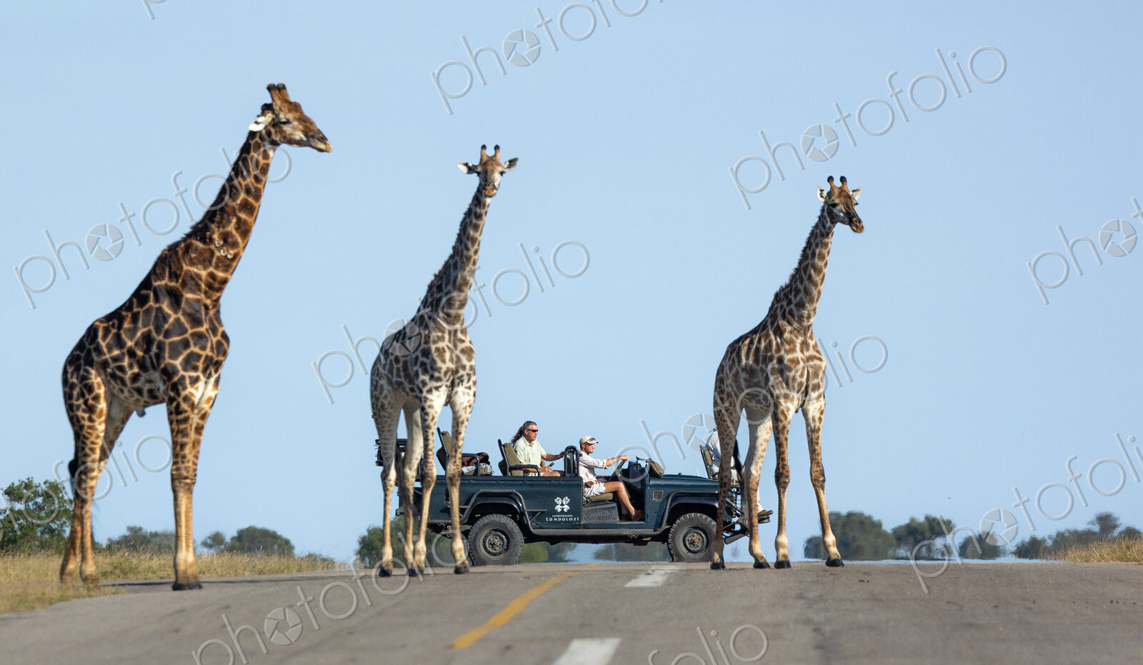 A journey of giraffe, Giraffa, walking together across an air strip, with a safari…