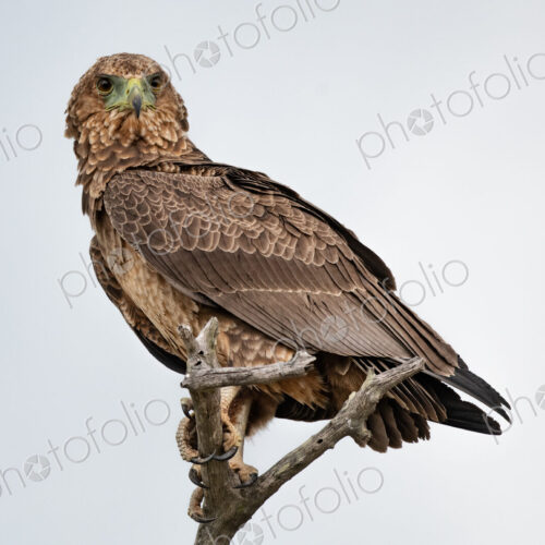 A juvenile bateleur, Terathopius ecaudatus, perches on a branch A juvenile bateleur, Terathopius ecaudatus, perches on a branch