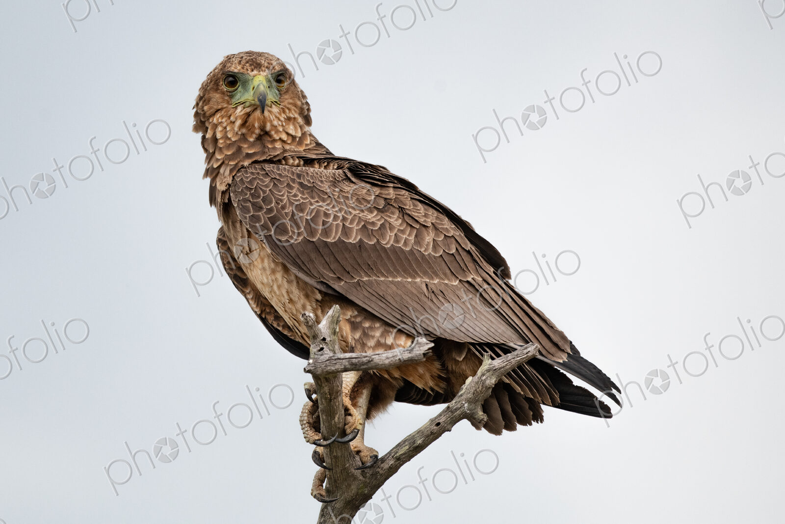 A juvenile bateleur, Terathopius ecaudatus, perches on a branch